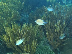 Altrichthys azurelineatus