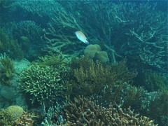 Altrichthys azurelineatus
