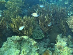 Altrichthys azurelineatus