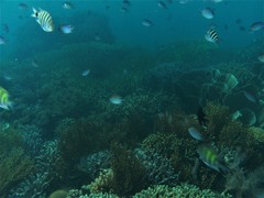 Altrichthys azurelineatus
