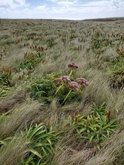 Anisotome latifolia