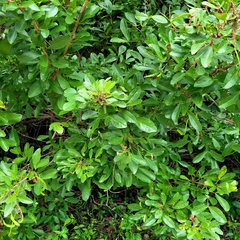 Pithecellobium keyense