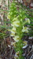 Pedicularis elongata