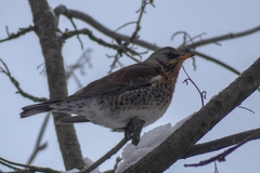 Turdus pilaris