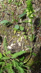 Pedicularis elongata