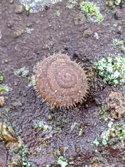 Cryptomastix germana