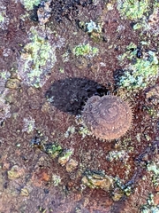 Cryptomastix germana