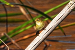 Phylloscopus collybita