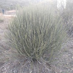 Euphorbia rossiana