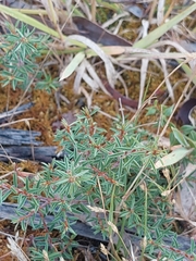 Pultenaea pedunculata