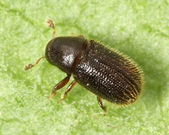 Phloeotribus liminaris