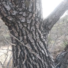 Beaucarnea