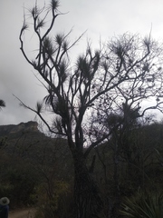 Beaucarnea