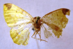 Microsema gladiaria