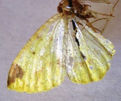 Microsema gladiaria