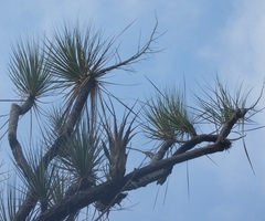 Beaucarnea