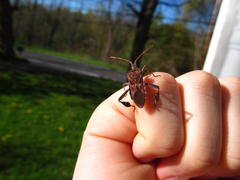Leptoglossus clypealis