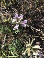Astragalus cibarius