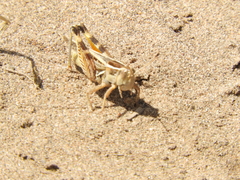 Dichroplus pratensis