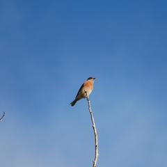 Sialia mexicana