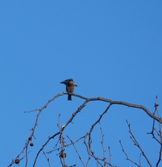 Sialia mexicana