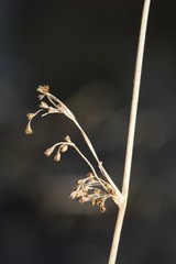 Juncus effusus solutus