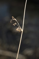 Juncus effusus solutus