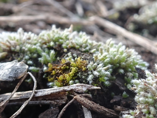 Image of Weissia muehlenbergiana by (c) Thomas Koffel, some rights reserved (CC BY)