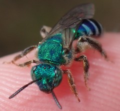 Agapostemon poeyi