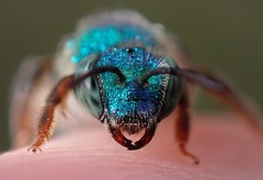 Agapostemon poeyi