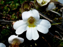 Euphrasia petriei