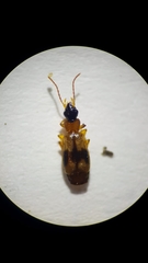 Philorhizus sigma