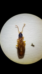 Philorhizus sigma