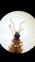 Philorhizus sigma