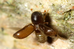 Xyloterinus politus