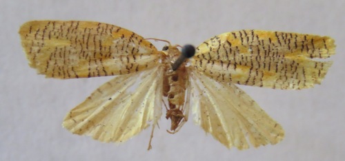 Templemania animosana