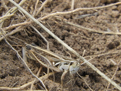 Dichroplus pratensis