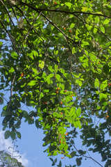 Turpinia insignis