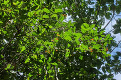 Turpinia insignis