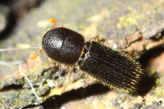 Xyleborinus attenuatus