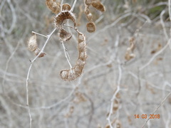 Mimosa monancistra