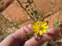 Heterotheca cinerascens