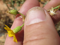 Heterotheca cinerascens