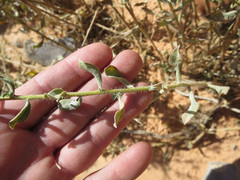 Heterotheca cinerascens