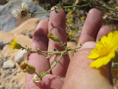 Heterotheca cinerascens