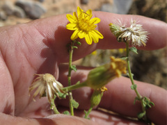 Heterotheca cinerascens