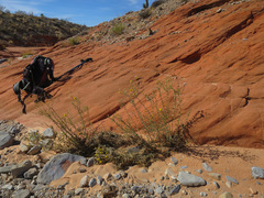 Heterotheca cinerascens