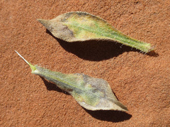 Heterotheca cinerascens