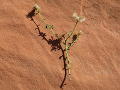 Heterotheca cinerascens