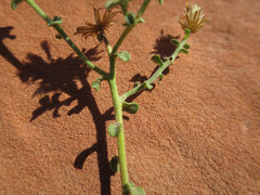 Heterotheca cinerascens